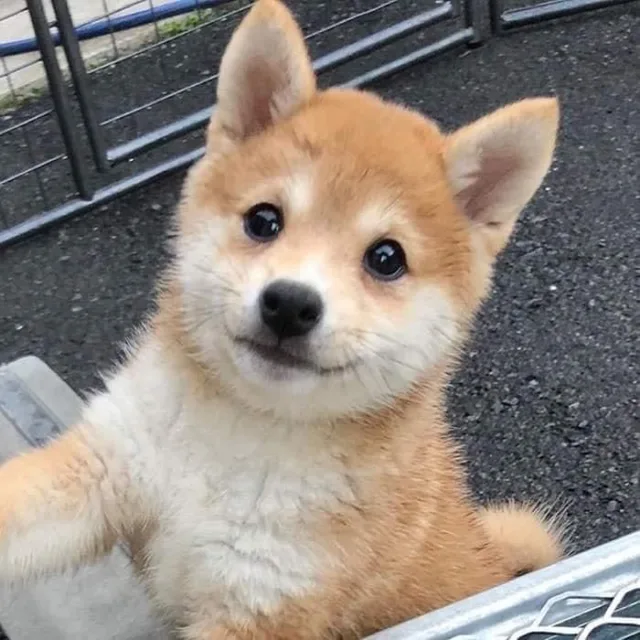 당근보다오이