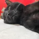 미테
