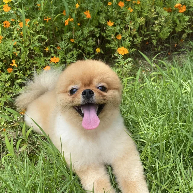 꾸미마미