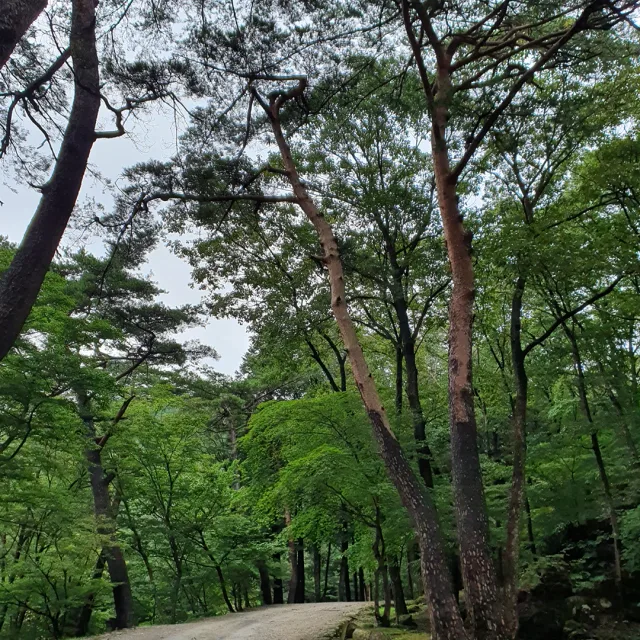 프리지아