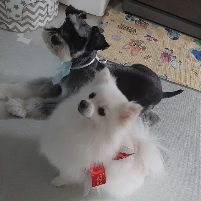 호야수야
