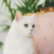 야옹이