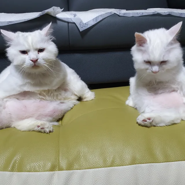 하늘나라
