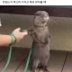 라온하제