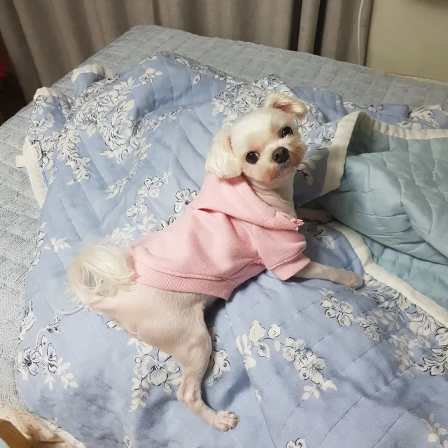 베훙