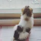 별이