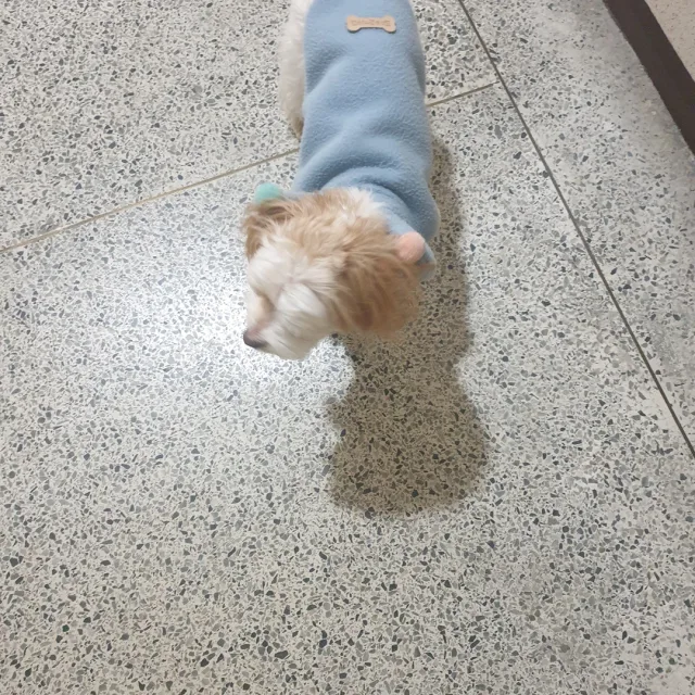 토리마미