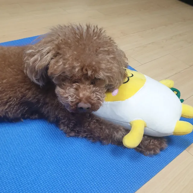 쪼아
