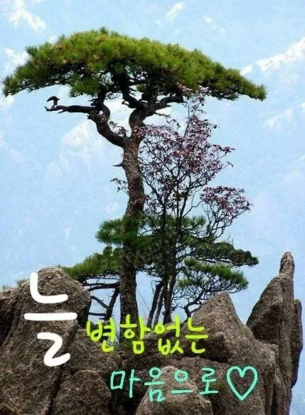 야생화