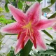 엉뚱맘