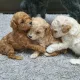 초코송이쌤