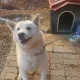 제리피