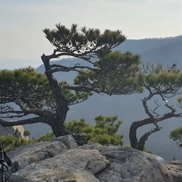 구름처럼