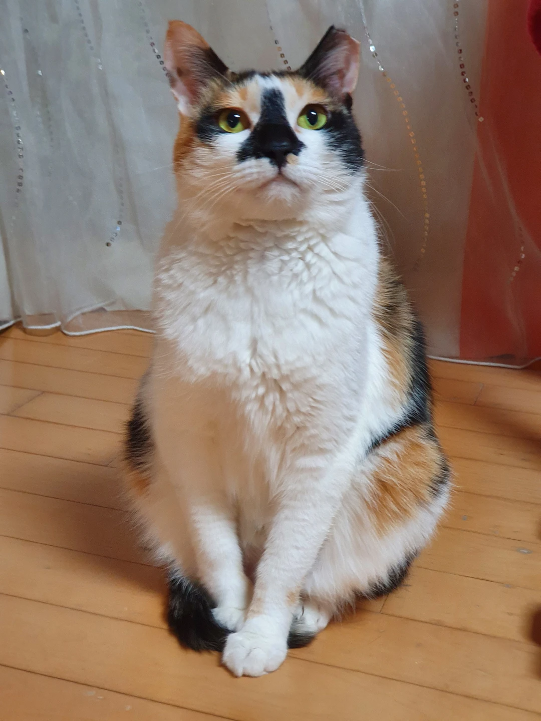 사이다랏떼
