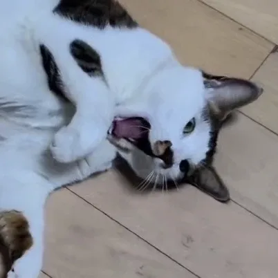 꼬순맘