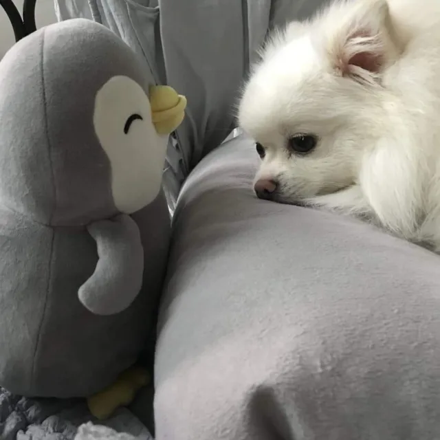 제주파스타