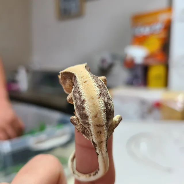 호이잇