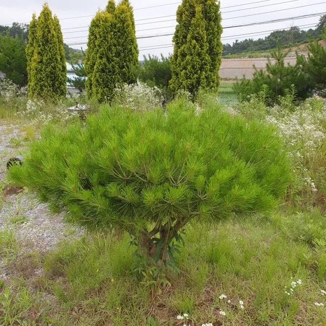 두부