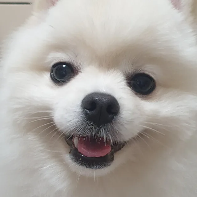 해앵보옥