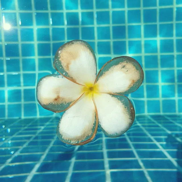 행복하세요