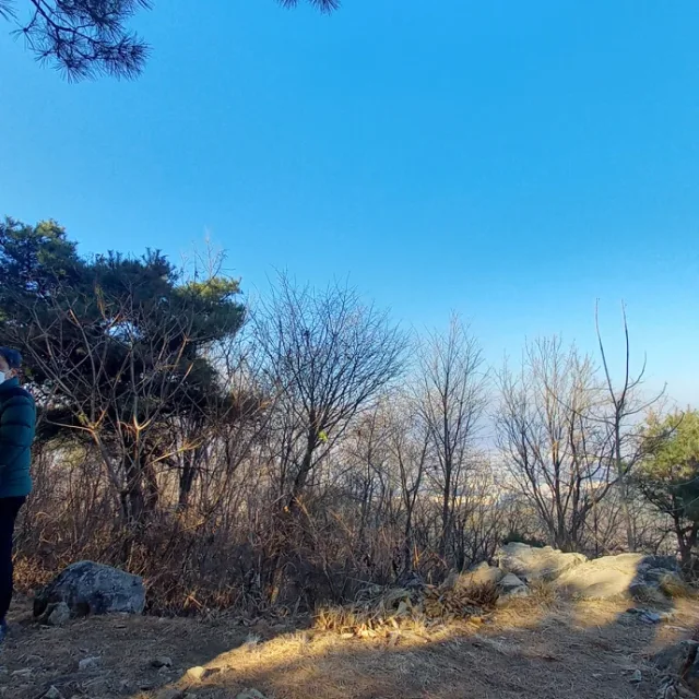 주바라기