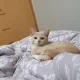 땅꽁이