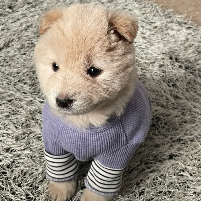 당구니