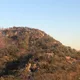 보리