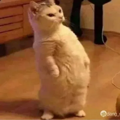됴됴삐