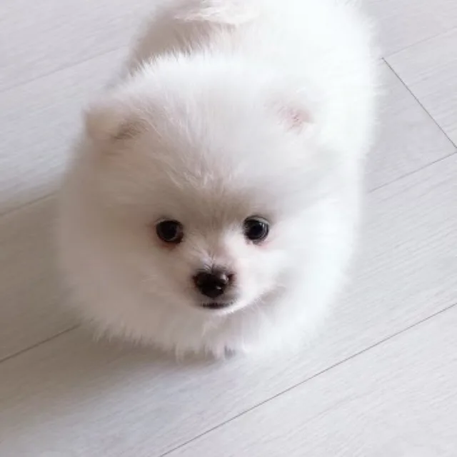 슬기로운당근마켓