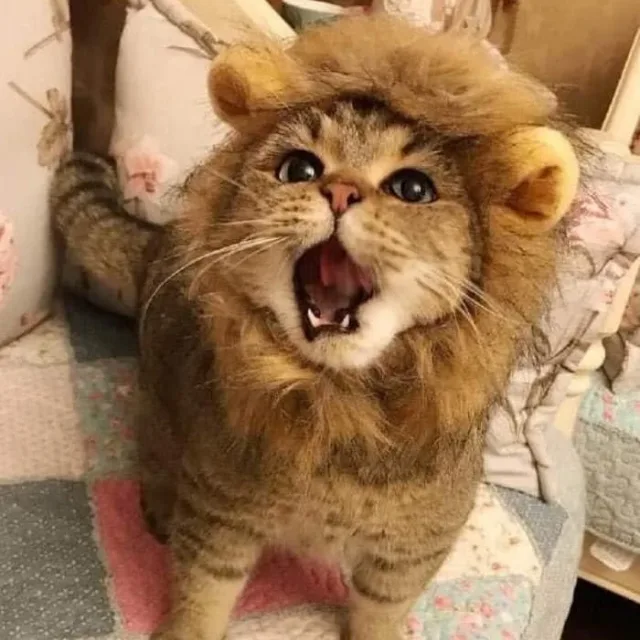 초세