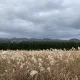 오드리