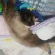 돼지냐옹