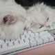 훌랄라
