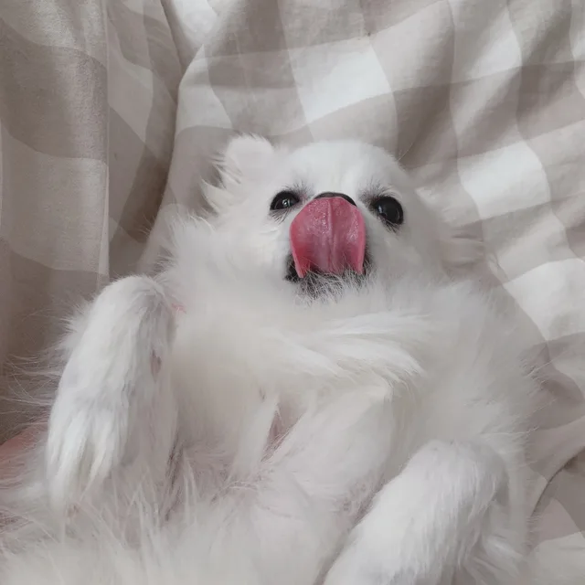 뽀송이