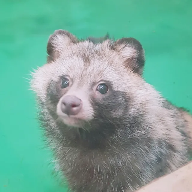 고붕