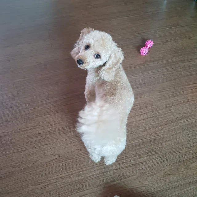중푸