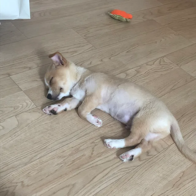 꿀꿀