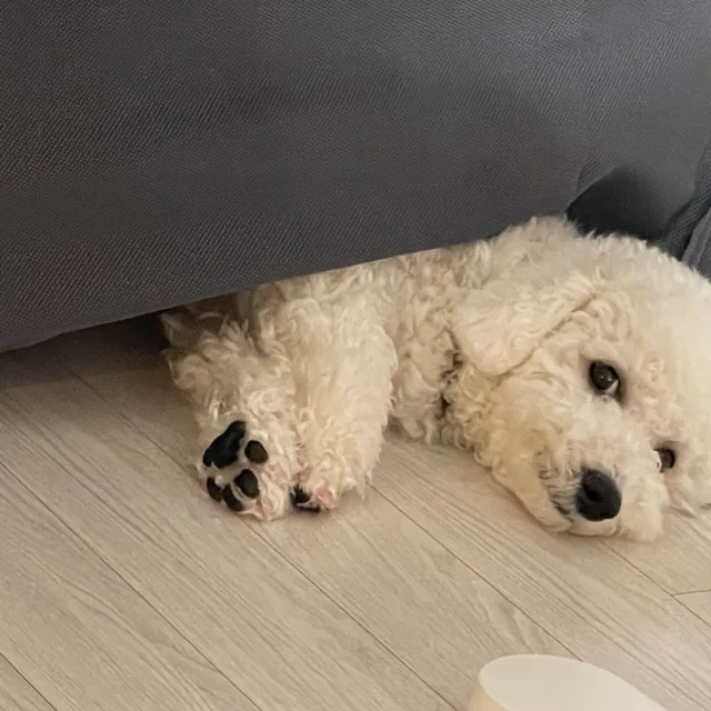 구름이나봄