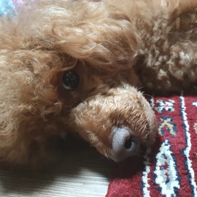 sosino