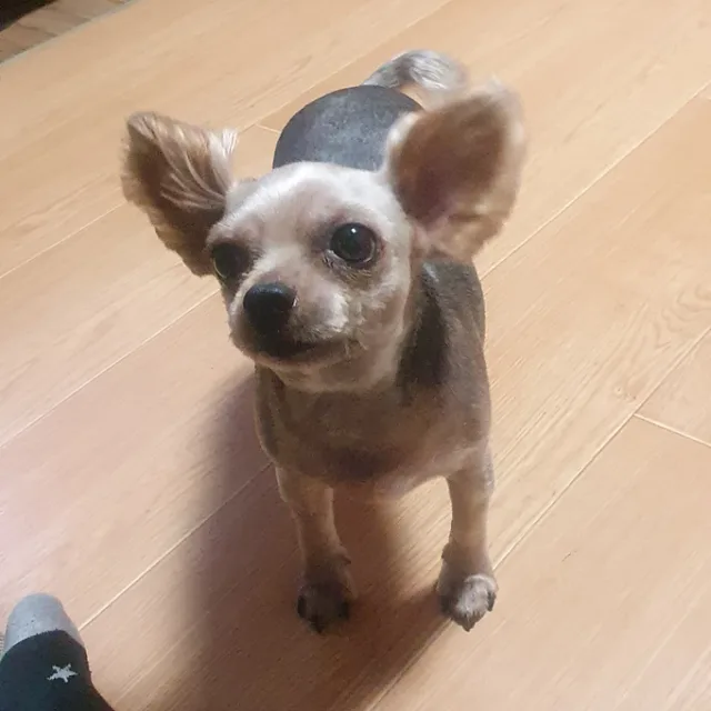 거모승현
