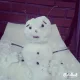 스노우맨