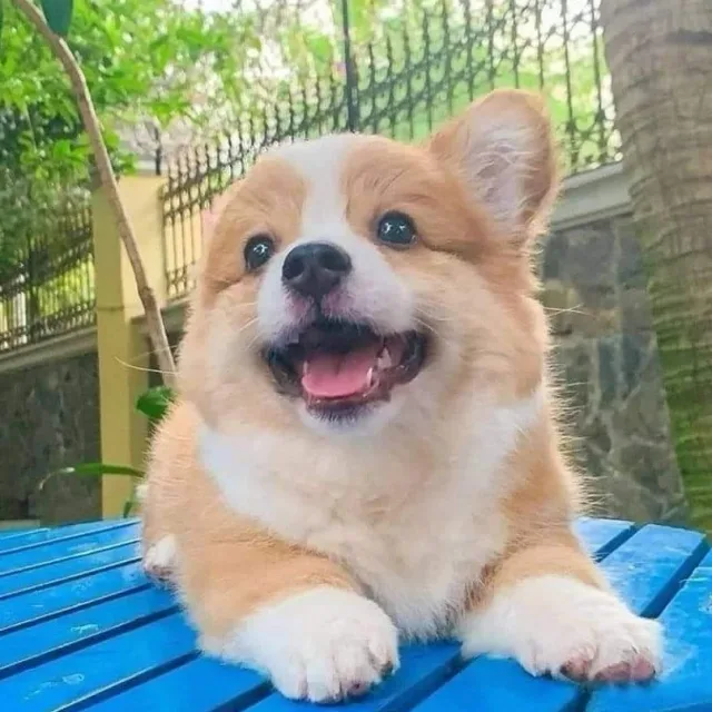 정직