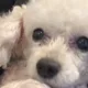 캐러틴