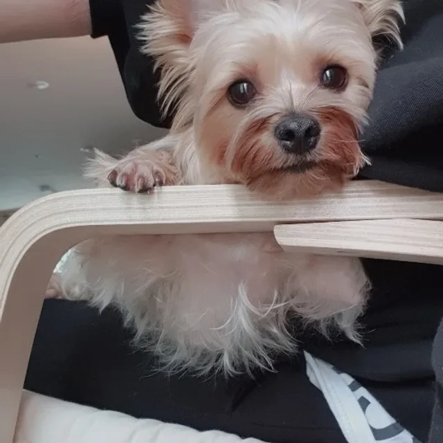 망고띵
