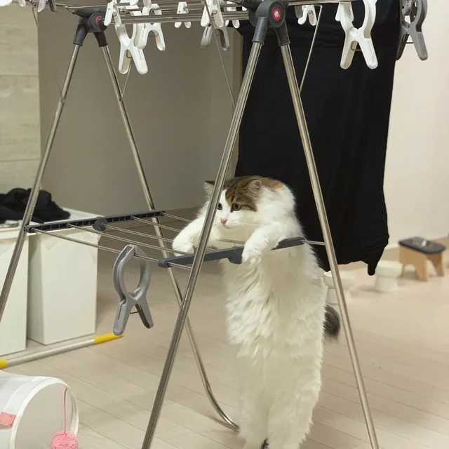 테리