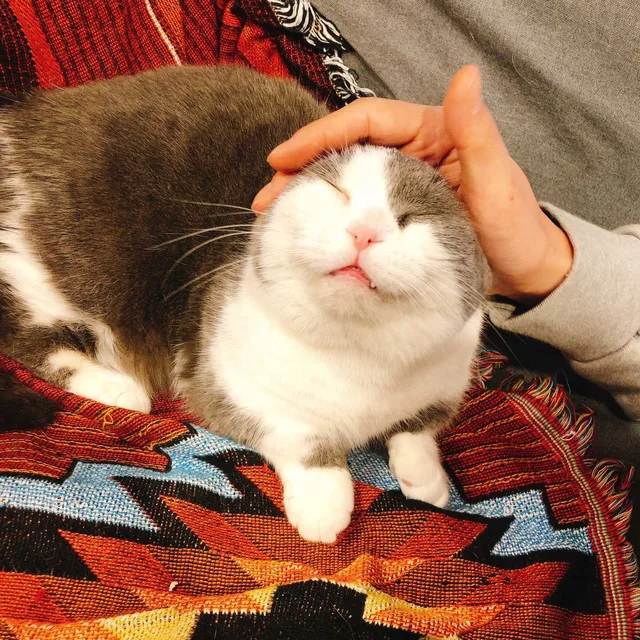코코