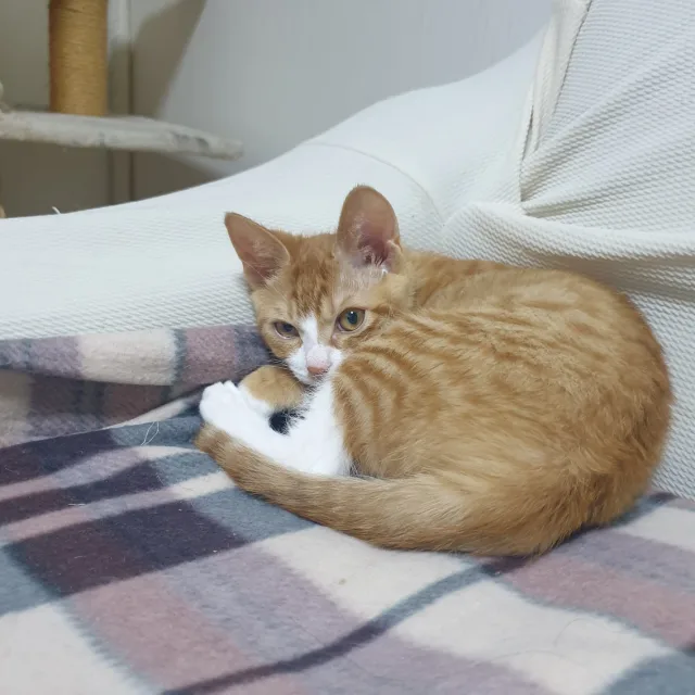 쬬꼬