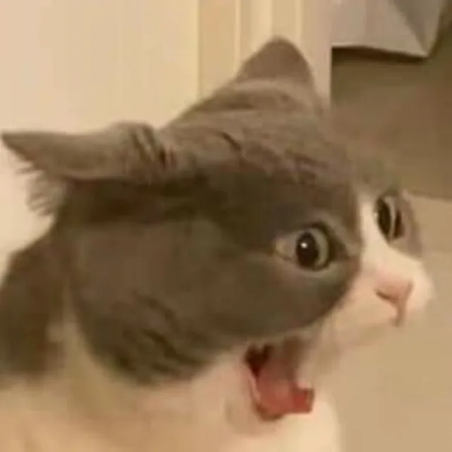 냐아아옹