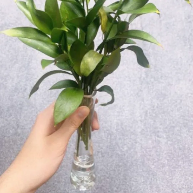 헤이즐넛